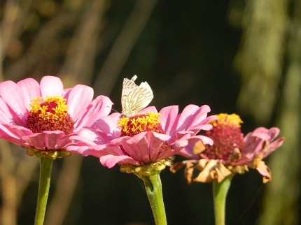 Las zinnias recibiendo a las mariposas en otoño