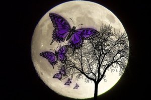 Butterfly_moon